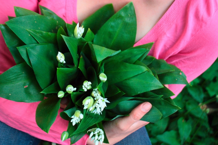 Essbare Blüten / Köstliche Flower-Power auf dem Teller