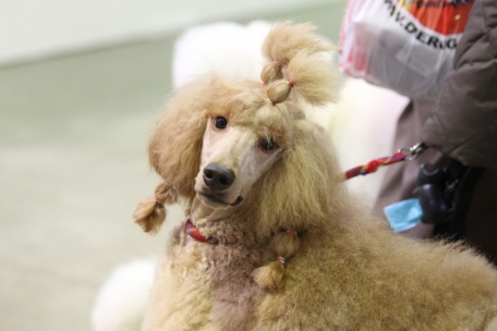 Luxexpo The Box / Hund, du hast die Haare schön: 105. und 106. International Dog Show