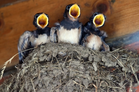 Tierschutz / Schwalben mit Lehmpfütze im Garten helfen