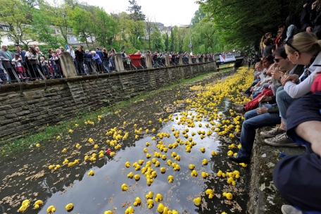 Luxemburg / „Duck Race“: Tausende Plastikenten schwimmen für humanitäre Zwecke durch die Alzette