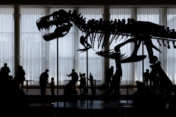 Aus einem Land vor unserer Zeit / Kassenschlager unter den Dinos: T. rex-Skelett wird versteigert