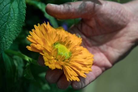 Ringelblumen bilden viele Samen. Wer sie erntet, bekommt im nächsten Jahr neue Blüten. 