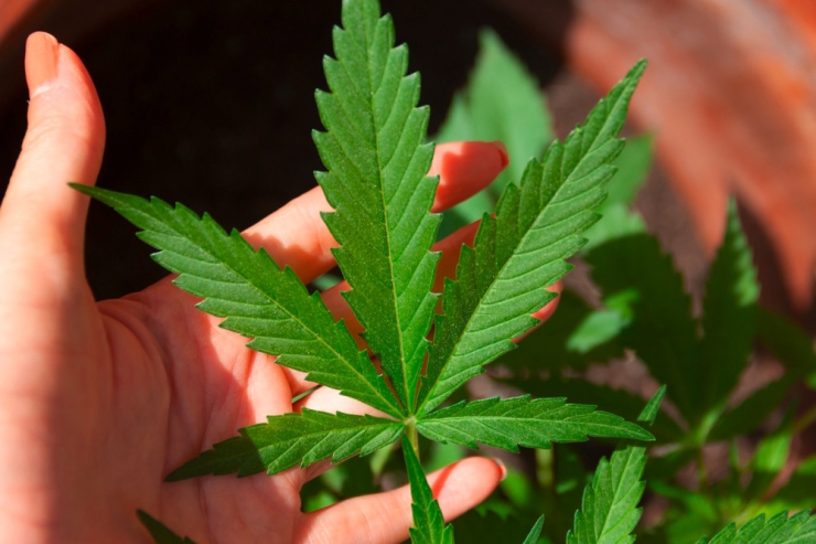 Legalisierung „light“ / Deutschland macht ernst beim Cannabis –  Luxemburgs striktere Regelung ist noch auf dem Weg