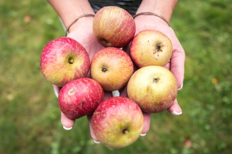 Derzeit stehen 77 öffentliche „Bongerten“ für das kostenlose Pflücken der Früchte zur Verfügung