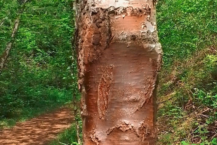 Düdelingen/Rümelingen / Erneuter Vandalismus am Minett-Trail – fast immer an der gleichen Stelle