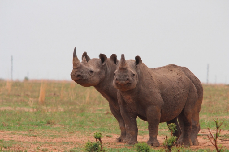 Südafrika / Auktion des weltgrößten Nashornzuchtprojekts geht zu Ende