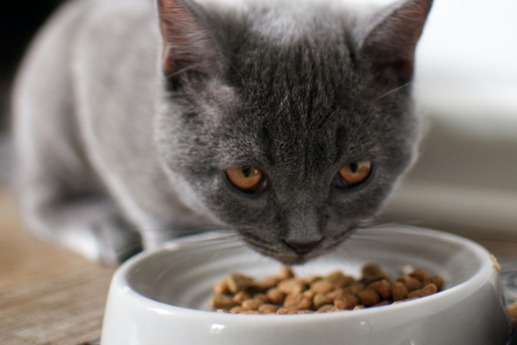 Tiergesundheit / Veganes Futter für Katzen kann Nährstoffbedarf decken