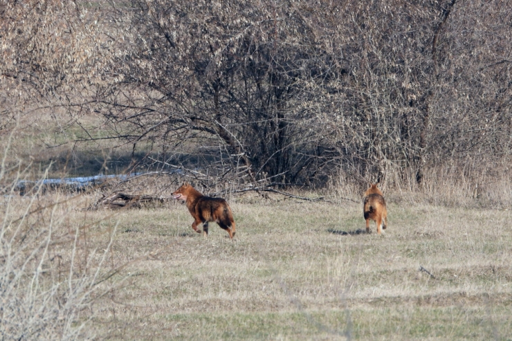 „Freche“ Viehräuber / Schakale in Rumänien in der Schusslinie