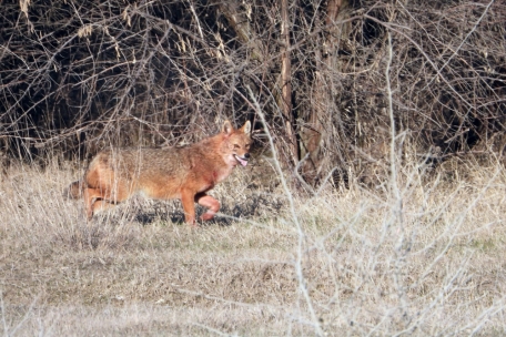 Ein Goldschakal streift durch das Donaudelta