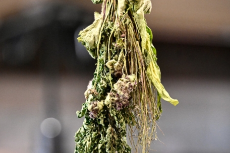 Zwischen dem K&uuml;chenbereich und dem Speisesaal h&auml;ngen getrocknete Kr&auml;uter