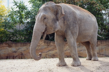 Kinderwissen / Mächtige Landtiere – die Elefanten