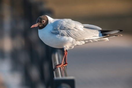 Viruserkrankung / Vogelgrippe in Remerschen nachgewiesen