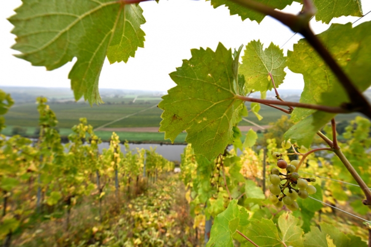 Privatwinzer / Feierabendwinzer, medizinische Atteste und neue Statuten