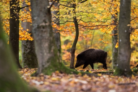 Schülerartikel / Jagd und Jagdhunde in Luxemburg