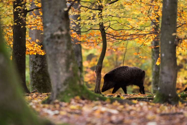 Schülerartikel / Jagd und Jagdhunde in Luxemburg