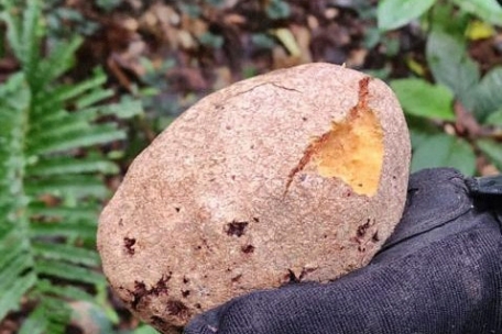 Eine angebissene Frucht hat den Suchtrupps neue Hoffnung gemacht