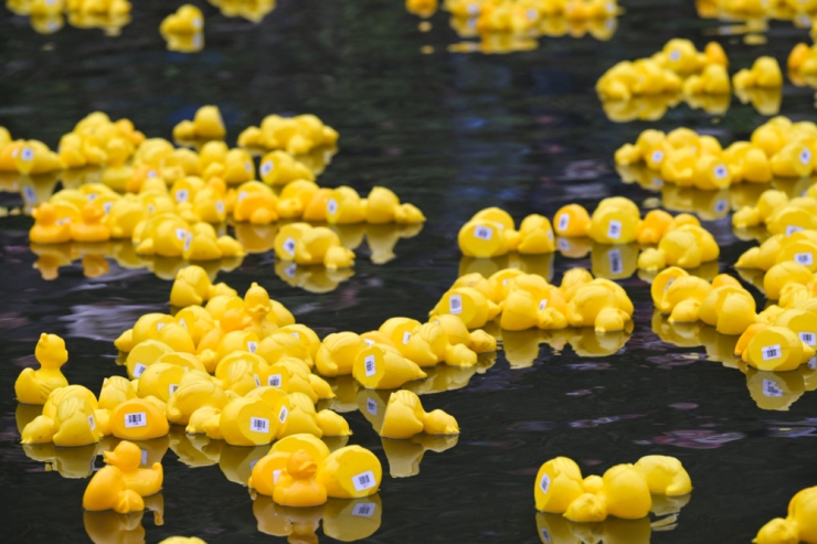 Ente gut, alles gut / 90.000 Euro sind beim diesjährigen „Duck Race“ zusammengekommen 