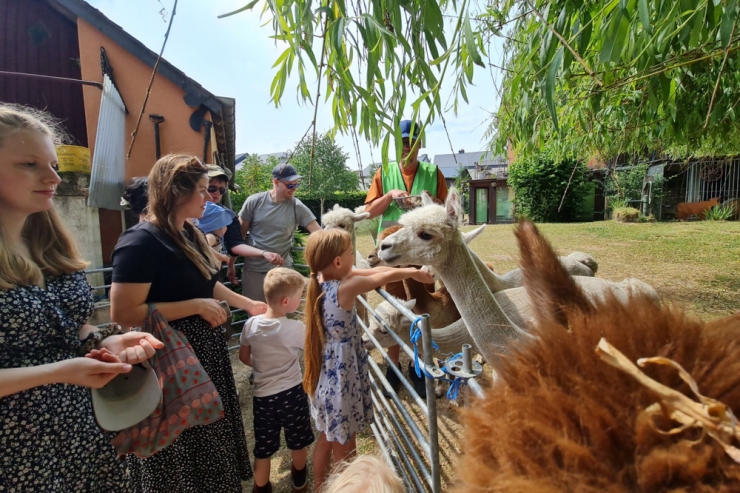 Hovelingen / Entschleunigen mit Alpakas: Tag der offenen Tür am pädagogischen Bauernhof lockt viele Besucher an