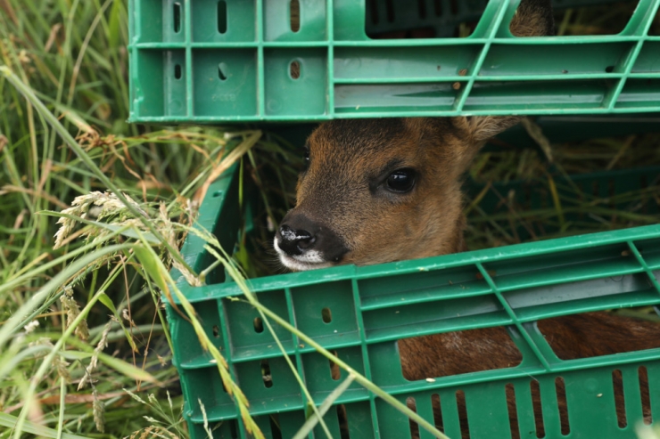 Luxemburg / Knapp 200 Rehkitze mit Drohne vor Tod oder Verletzungen bei Mäharbeiten geschützt