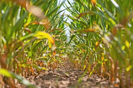 Meteolux / Wird der Juni der wärmste Monat seit Beginn der Aufzeichnungen?