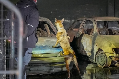 Sprengstoff- und Minenspürhunde / Arina wurde für den Einsatz in der Ukraine in Luxemburg ausgebildet