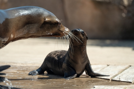 „Ein sehr verspielter und kluger Seelöwe, der sich mit komplexen Lernprozessen auszeichnet“