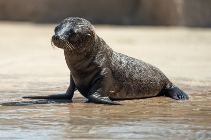 Region / Mutter-Kind-Schwimmen in Amnéville: Zoo begrüßt erstes Seelöwen-Baby seit 10 Jahren