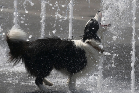 Luxemburg / Vorsicht, es wird tierisch heiß: Ministerium gibt Tipps, wie man seine Tiere am besten schützt