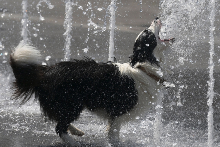 Luxemburg / Vorsicht, es wird tierisch heiß: Ministerium gibt Tipps, wie man seine Tiere am besten schützt