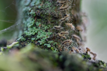 Jutesäckchen / Eichenprozessionsspinner: Eine natürliche Lösung, um den Insekten entgegenzutreten
