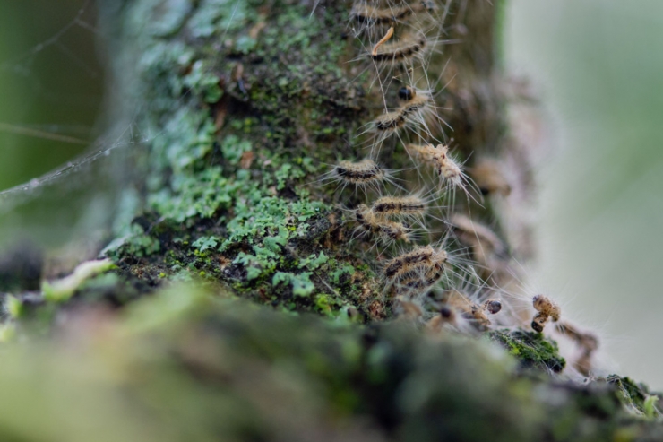Jutesäckchen / Eichenprozessionsspinner: Eine natürliche Lösung, um den Insekten entgegenzutreten