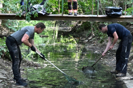 Am Montagnachmittag wurde begonnen, die toten Fische einzusammeln. 60 kg kamen zusammen.
