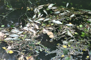 Fischsterben in Escher Dipbech / Fehler bei der Renaturierung? – Sportfischerverband äußert Kritik