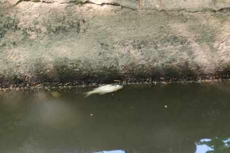 Ein Bild vom Dienstag: tote Fische in der Dipbech