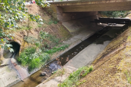 Esch / Fischsterben: Ursache war doch Verschmutzung