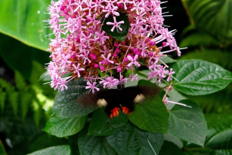 Farbenprächtige Vermählung zwischen Flora und Fauna