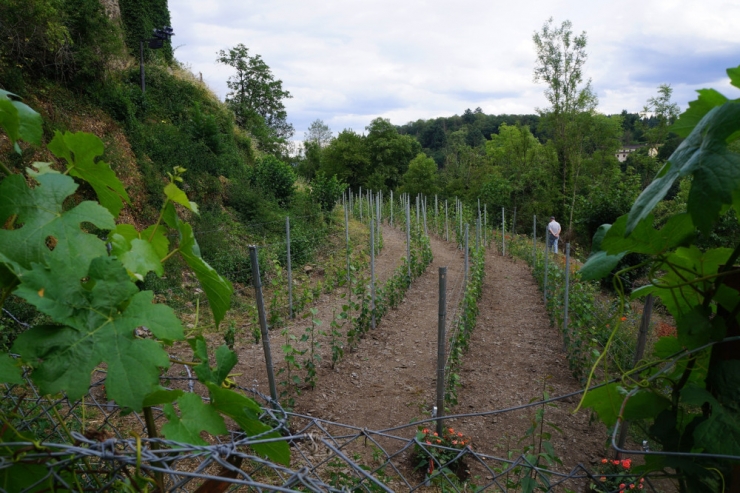 Vianden / Weinkultur im Norden: „Les Amis du Château de Vianden“ legen neuen Weingarten an