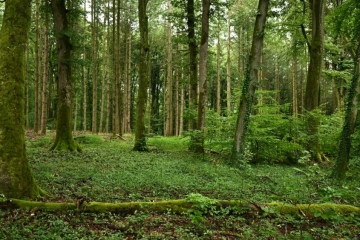 Naturschutz  / „Mein“ Wald, der Klimawandel und die Gesellschaft