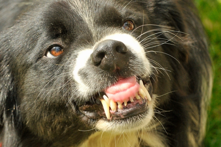 Tollwut-Warnung / Behörde ruft dazu auf, keine Tiere aus dem Urlaub mit nach Luxemburg zu bringen