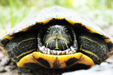 Umwelt / „Risiko, dass sie alles wegfressen“: Ausgesetzte Schildkröten gefährden die Luxemburger Tierwelt