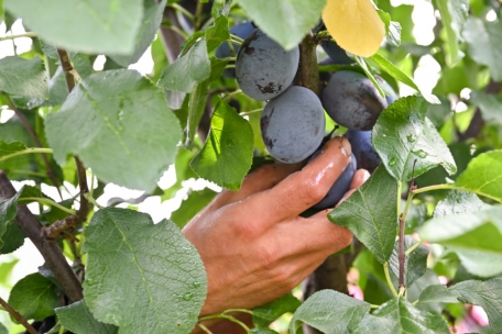 Obst- und Gemüseanbau leben von manueller Produktion, da man nicht viel mechanisieren kann