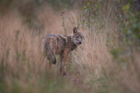 Schaf gerissen / Naturverwaltung bestätigt den Nachweis eines Wolfs im Raum Lieler