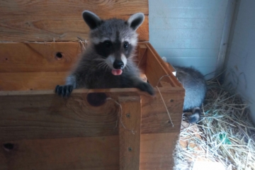 Süße Eindringlinge / Wenn ein Wildtier durch die Katzenklappe kommt: Waschbären verbreiten sich in Luxemburg