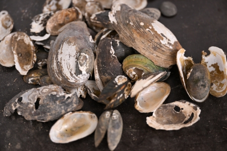 Naturschutz  / Die einzige Muschelzuchtstation im Land rettet bedrohte luxemburgische Arten