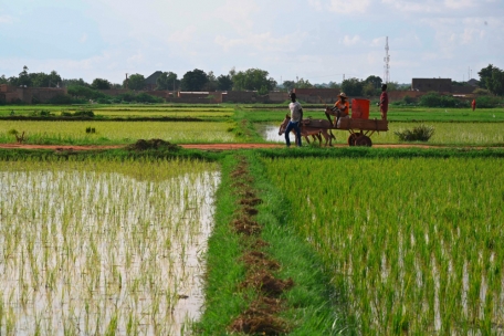 Landwirtschaft in einem der ärmsten Länder der Welt: Reisfeld in Niger