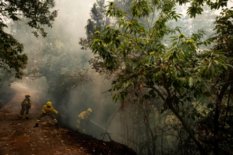 Teneriffa / Feuersturm auf der Ferieninsel frisst sich bis zur Küste – Tausende müssen fliehen