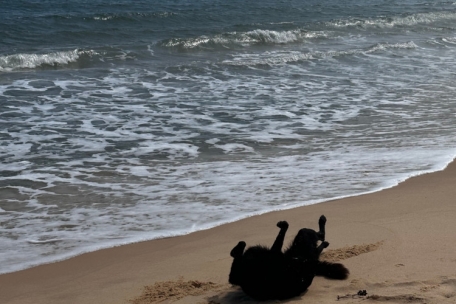 Auch die Hunde genießen das ruhige Leben auf der Insel