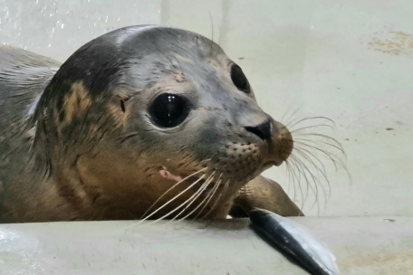 Nordsee / In Blankenberge befindet sich Belgiens einzige Seehundstation