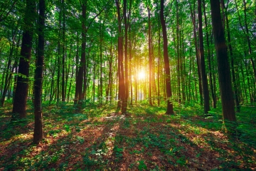 Wälder in Not / Lëtzebuerger Privatbësch Asbl.: „750 Millionen Euro wären notwendig“