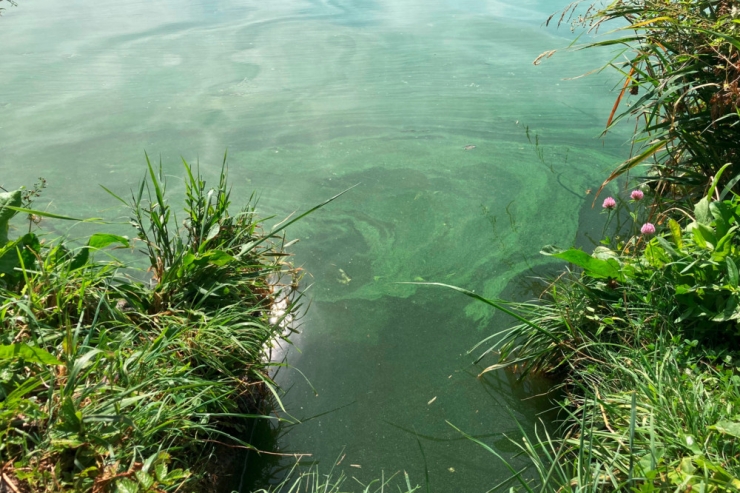 Blaualgen / Wasserwirtschaftsamt spricht Badeverbot für Obersauer Stausee und Weiswampacher Seen aus